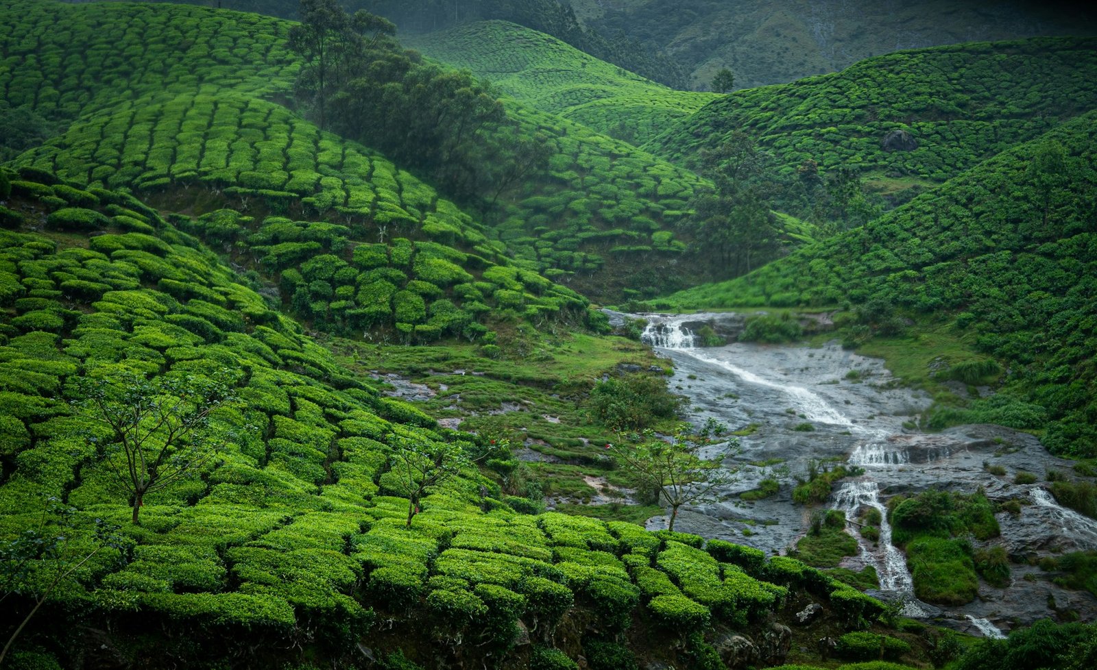 Glimpse of Kerala | Waterfalls, Wildlife and Winding Roads